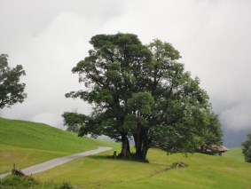 Baum im Gebirge